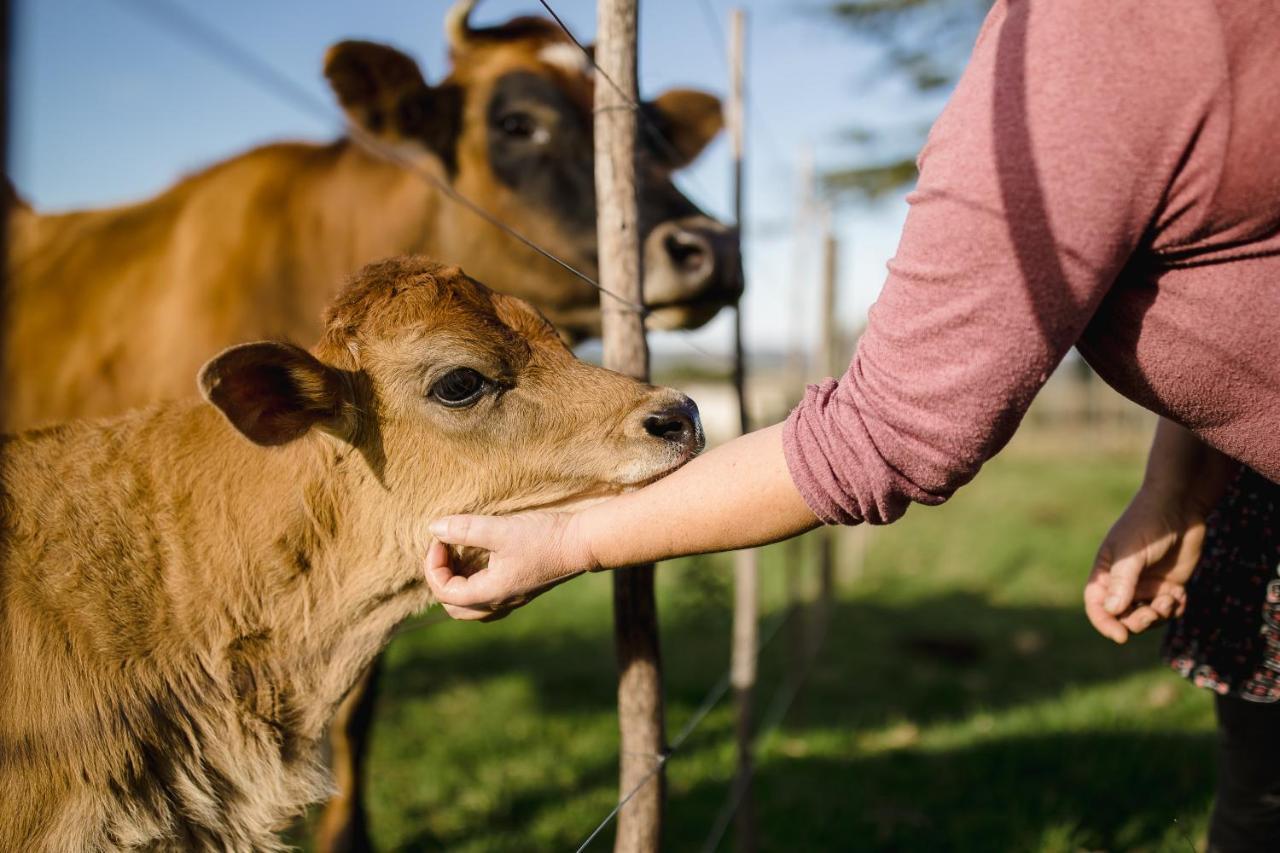Fernhill Guest Farm Villa Knysna Ngoại thất bức ảnh