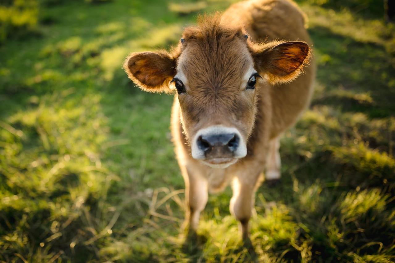 Fernhill Guest Farm Villa Knysna Ngoại thất bức ảnh